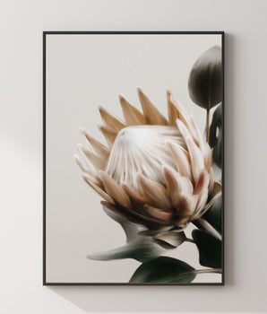 Beige Protea Flower