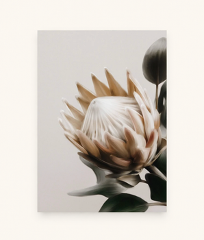 Beige Protea Blomst
