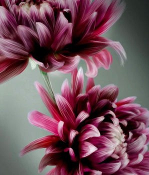Dahlia – kunstplakat uten ramme