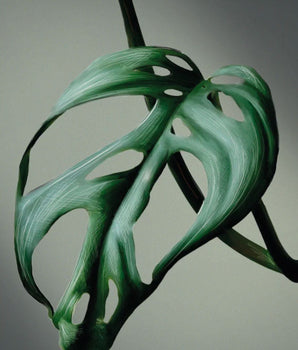 Grønn Monstera – kunstplakat uten ramme