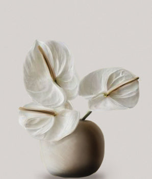 Hvit Anthurium – kunstplakat uten ramme