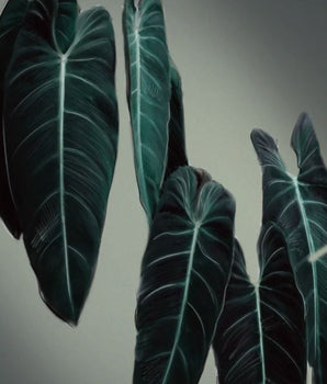Philodendron 2nd – kunstplakat uten ramme