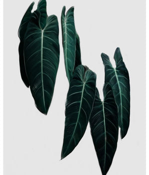 Philodendron – kunstplakat uten ramme