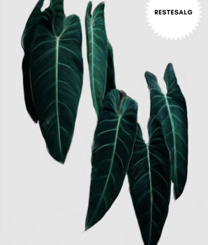 Philodendron 30x40cm (Outlet)