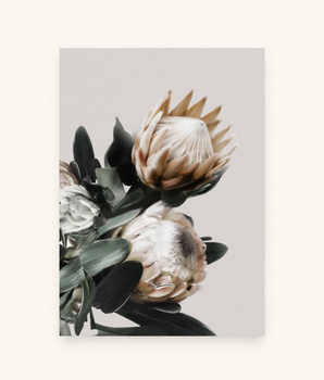 Protea blomster