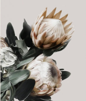 Protea blomster – kunstplakat uten ramme