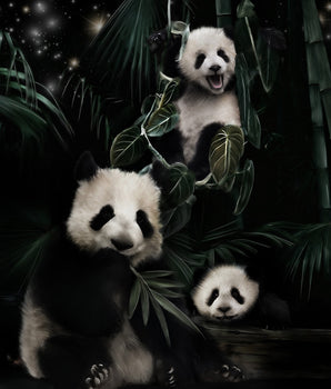 tre pandaer i lek plakat barnerom